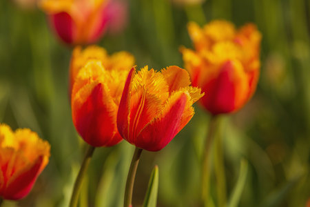 tulips. a bulbous spring-flowering plant of the lily family, with boldly colored cup-shaped flowers.の写真素材