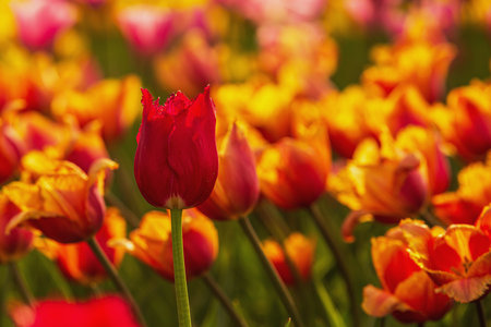 Colorful tulip flowers bloom in the spring garden. Natural floral background.の写真素材