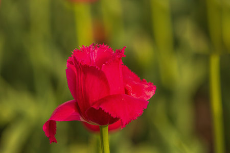 Tulips in Jinyang Lake Park, Taiyuan, Shanxiの写真素材