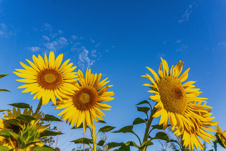Sunflowers at Jinyang Lake, Taiyuan, Shanxi, Chinaの写真素材