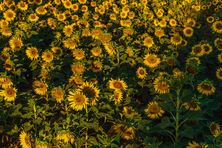 Sunflowers at Jinyang Lake, Taiyuan, Shanxi, Chinaの写真素材