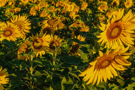 Sunflowers at Jinyang Lake, Taiyuan, Shanxi, Chinaの写真素材