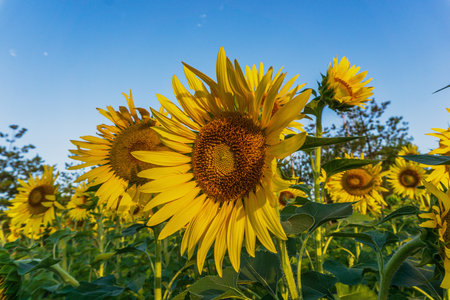 Sunflowers at Jinyang Lake, Taiyuan, Shanxi, Chinaの写真素材