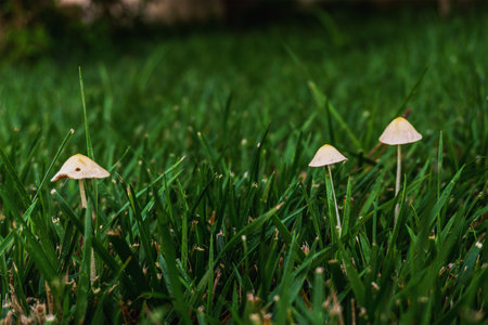 mushrooms in the lawnの写真素材