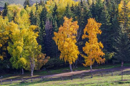 Autumn landscape with yellow birch trees and fence in the mountains