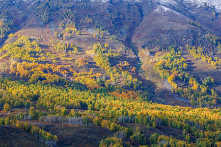 Colorful autumn forest in the mountains. Russia, Siberia, Altai mountains.の写真素材