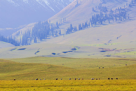 Sheep graze in the grassland of the Altai mountainsの写真素材