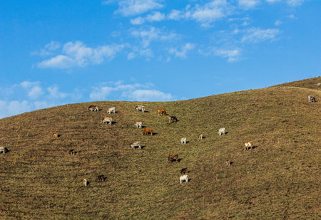 Herd of cows grazing on a hillside in the mountains.
