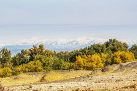 Autumn mountain landscape with colorful forest and snow-capped mountainsの写真素材