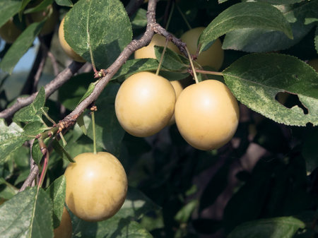 A branch of cherry plum with fruits of light yellow color with dark green leaves and blue sky on a sunny dayの写真素材