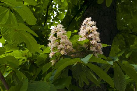 Chestnut branch with white flowers and green leavesの写真素材