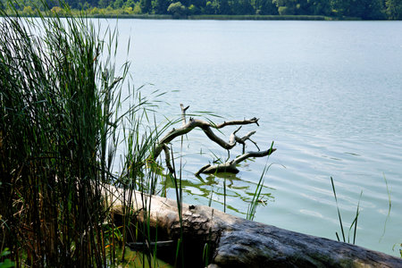 grass and fallen tree by the lakeの写真素材