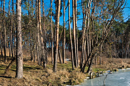 pine trees on the shore of the lake illuminated by the sun and blue sky