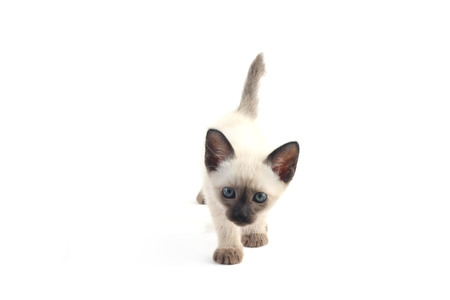 Baby a thai kitten is a traditional or old-style siamese kittenの写真素材