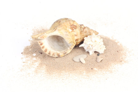 Two seashells on sand isolated on white bakcground