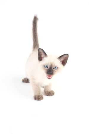 Baby a thai kitten is a traditional or old-style siamese kittenの写真素材