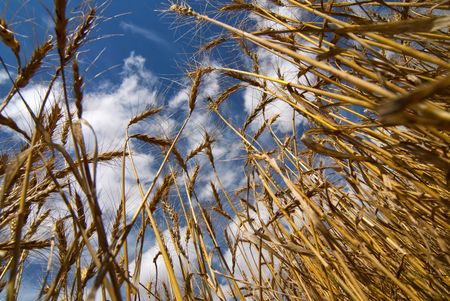 Ripe brown wheat field on a sunny day with blue skies and white cloudsの写真素材