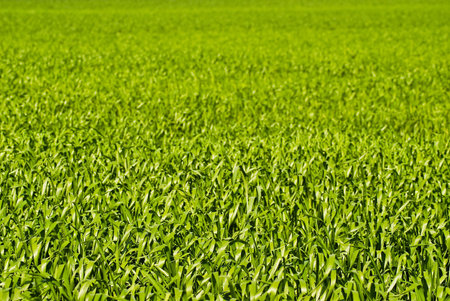 Texture shot of green wheat or barley leaves going out of focus at top of frame