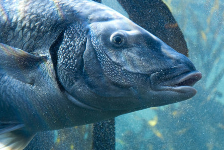 Large grey fish surrounded by small bubbles