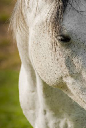 Close up shot of a white horseの写真素材