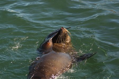 A seal swimming just off Seal Island near Cape Town, South Africaの写真素材