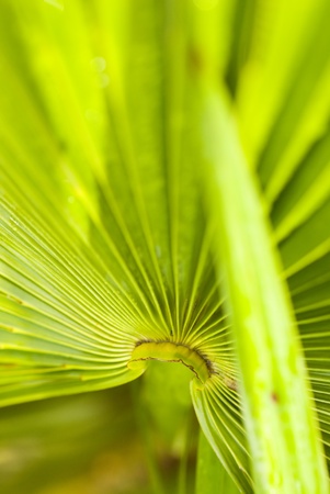 Close up macro shot, focussing on start of fanの写真素材