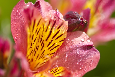 Close up macro shot of pink and yellow flowers covered in droplets, with a green backgroundの写真素材
