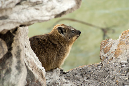 Close-up of a Rock Hyrax on rocks, looking to the sideの写真素材