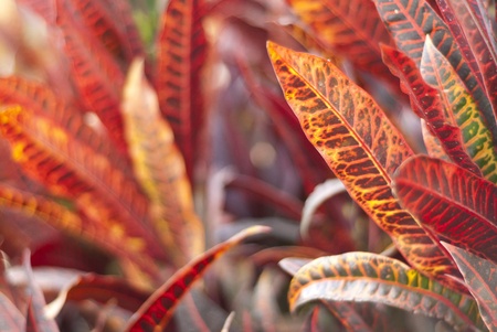 Close-up of red leaves, filling the frameの写真素材
