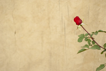 Rose in front of a grungy wall, framed to the side of the frameの写真素材
