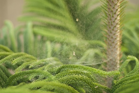Close-up of pine type plant with green needles on its leaves. There is also a spider web between leavesの写真素材