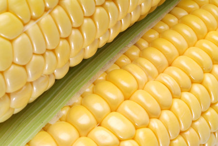 Yellow sweet corn