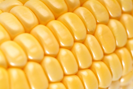 Yellow sweet cornの写真素材