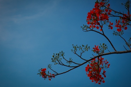 flower on blueの写真素材