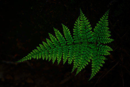 leaf Backgrounds/Textures