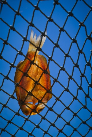 fish in fishnetの写真素材
