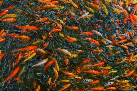 Japanese koi fishの写真素材