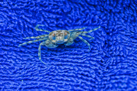 crab