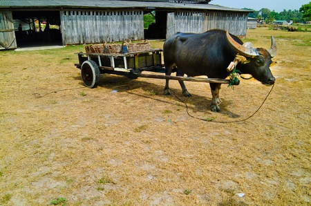 Water buffaloの写真素材