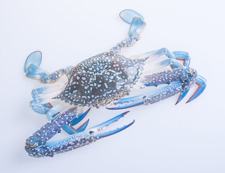 crabs. crabs on the background. crabs on the background.