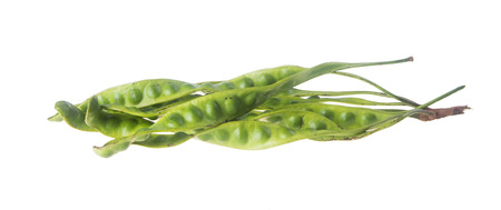 petai on the background. petai on the background.の写真素材