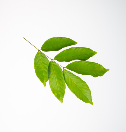 leaf or green leaf on a backgroundの写真素材