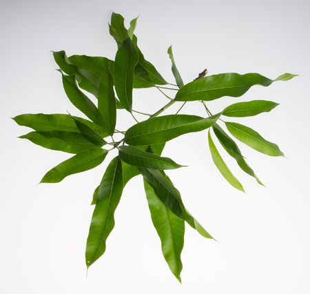 leaf or peel mango leaf on a backgroundの写真素材