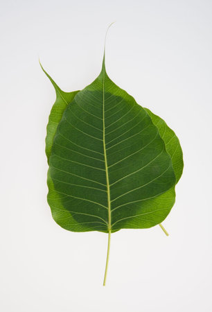 leaf or green leaf on a background