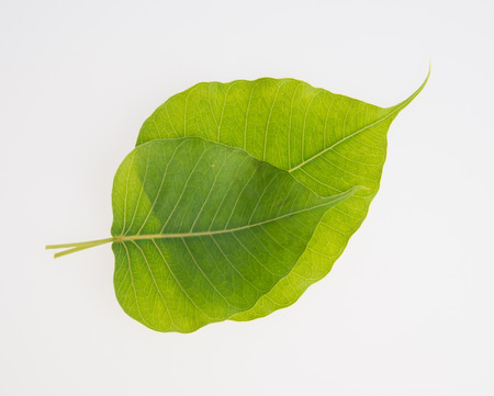 leaf or green leaf on a backgroundの写真素材