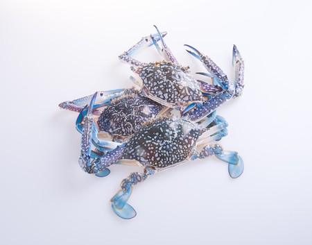 crabs. crabs on the background. crabs on the background.の写真素材