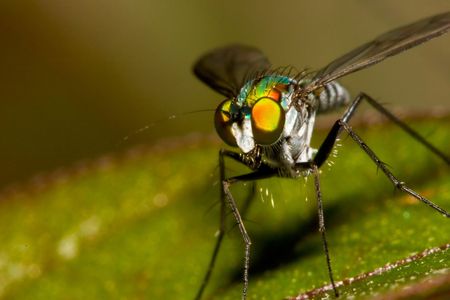 green flyの写真素材