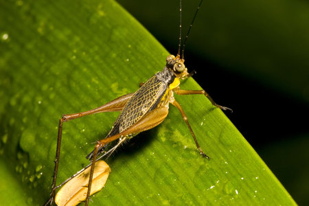 Cricket on a Leaf