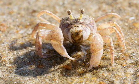 Macro of a Fiddler Crab