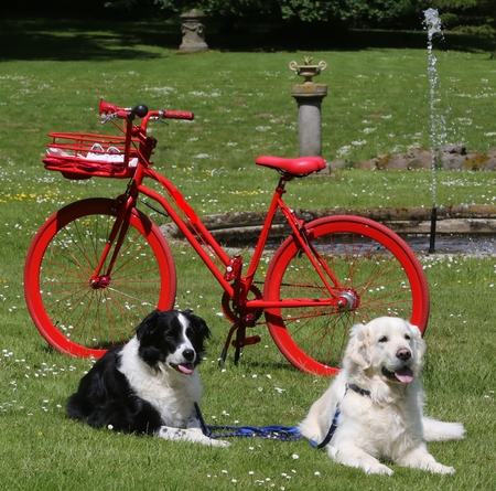 Golden Retrievers and Border Collie lie stylishly in front of the red bike in the parkの写真素材